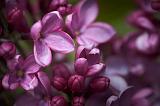 Lilac Closeup_53652